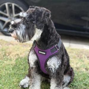 Lost Dog Rocko