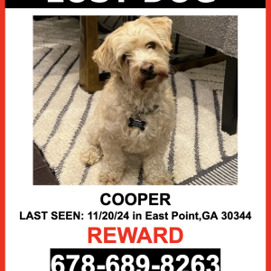 Lost Dog COOPER
