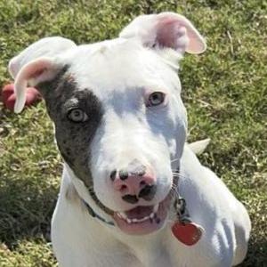 Lost Dog Merle or Cassius