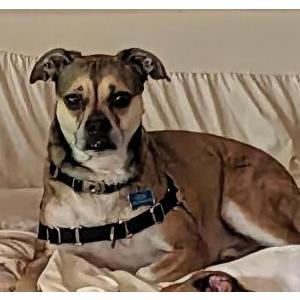 Lost Dog Zeus