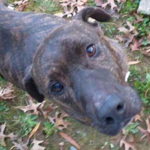 Found Dog Unknown (Apollo)