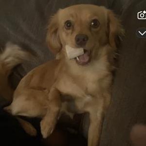 Lost Dog Dog