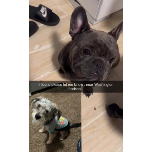 Lost Dog Kobe&Prince