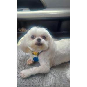 Lost Dog Sabrina