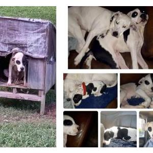 Lost Dog Sandra Hargett