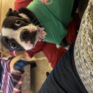 Lost Dog Gypsee