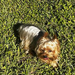 Lost Dog Piper
