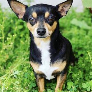 Lost Dog Lola