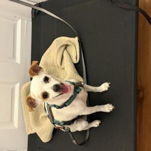 Found Dog Unknown