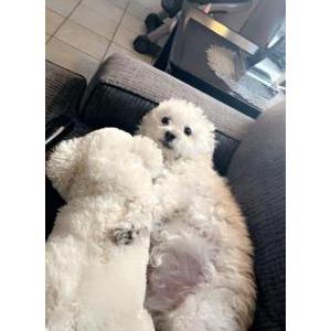 Lost Dog Simba