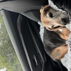 Lost Dog Luigi
