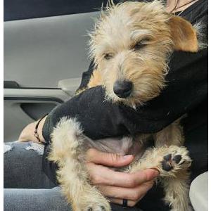 Lost Dog Frankie