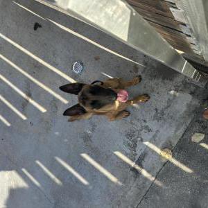 Found Dog unknown
