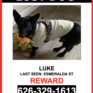 Lost Dog LUKE