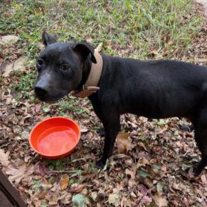 Found Dog Unknown