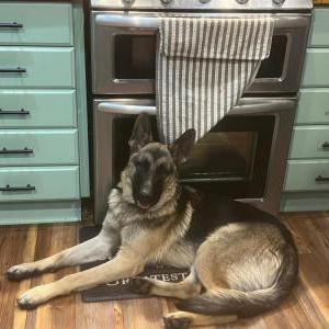 Found Dog Unknown