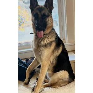 Found Dog Unknown