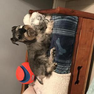 Lost Dog Chino