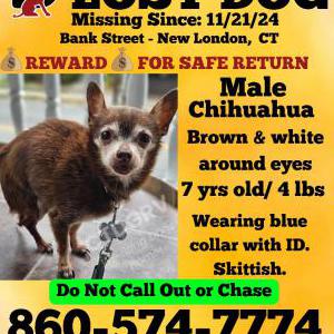Lost Dog Wicky