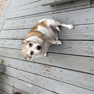 Lost Dog Chuck