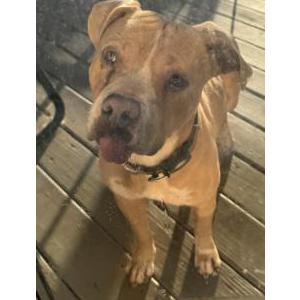 Image of Unknown, Found Dog