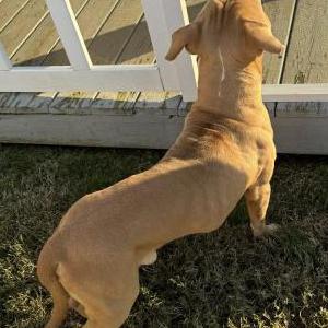 2nd Image of Unknown, Found Dog