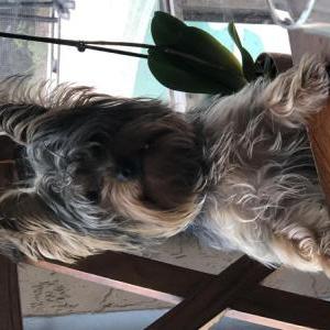 Image of Teddy, Lost Dog