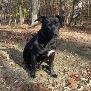 Found Dog Unknown