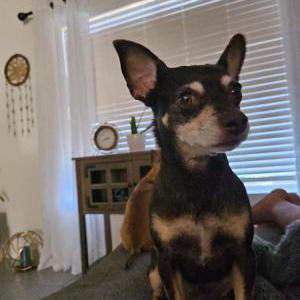 Lost Dog Nalia