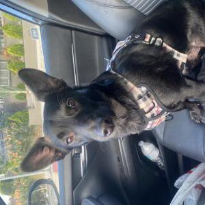 Lost Dog Luke