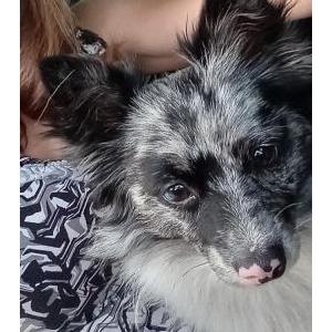 Lost Dog Koda