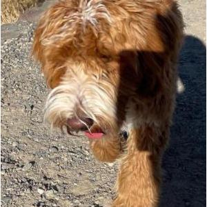 Lost Dog Dodger