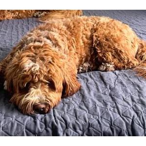Lost Dog Shelby
