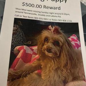 Image of MooMoo, Lost Dog
