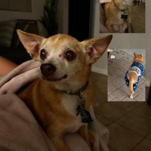 Lost Dog Buddy