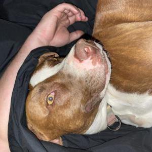 Image of Vay, Lost Dog