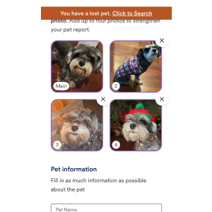Lost Dog Bella