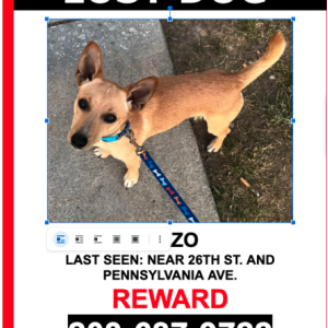 Lost Dog Orzo