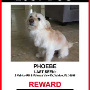 Image of Phoebe, Lost Dog