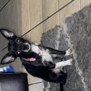 Found Dog Unknown