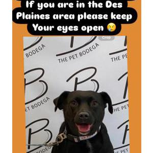 Lost Dog Dixie