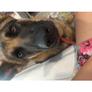 Image of Max, Lost Dog