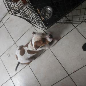 Lost Dog Cowboy