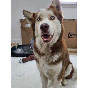Found Dog Unknown