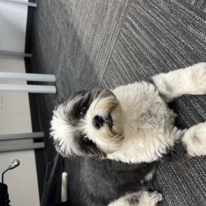 Found Dog Unknown