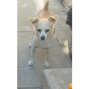 Lost Dog Yordan