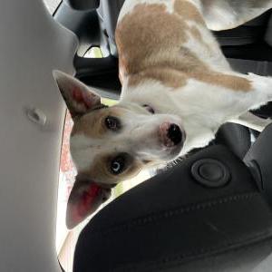 Image of Unknown, Found Dog