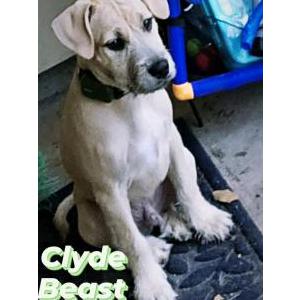 Lost Dog Clyde