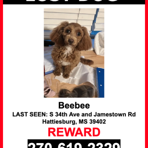 Lost Dog Beebee