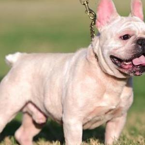 Lost Dog Jaxx